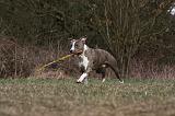 AMSTAFF ADULT 369